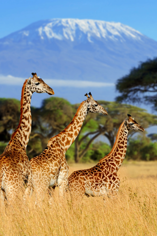 Bellezas Africanas #1: Las Grandes Migraciones